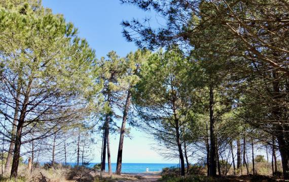 PINIA VUE MER ENTRE LES PINS 