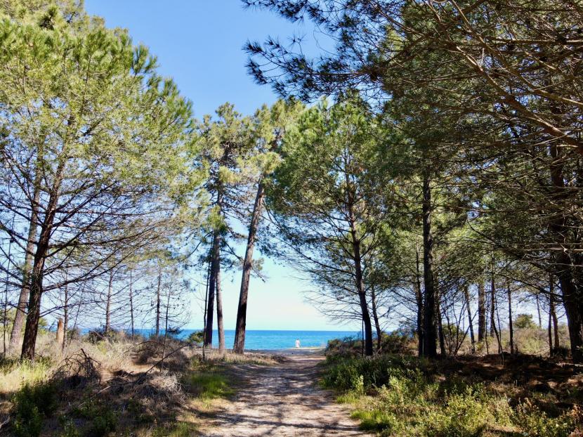 PINIA VUE MER ENTRE LES PINS 